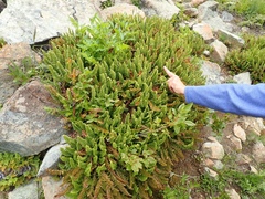 Polystichum lemmonii
