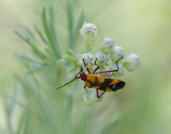 Oncopeltus guttaloides