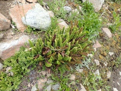 Polystichum lemmonii