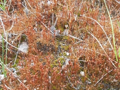 Ceratodon