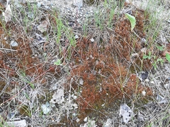 Ceratodon