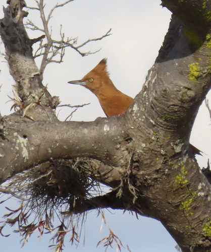 Caatinga Cacholote