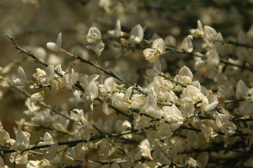 Image of Cytisus multiflorus by no rights reserved