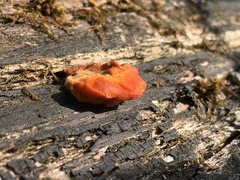 Fungi