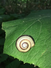 Euhadra brandtii sapporo