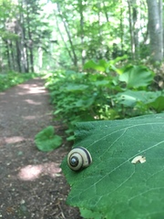 Euhadra brandtii sapporo
