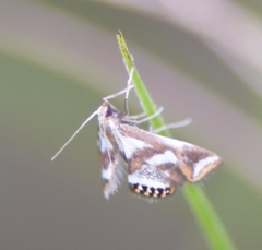 Chrysendeton imitabilis