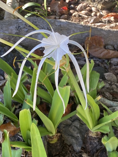Hymenocallis, 2024-11-25