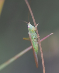 Conocephalus gracillimus