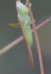 Conocephalus gracillimus