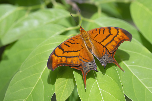 Marpesia eleuchea