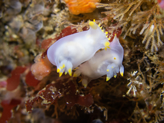 Polycera kernowensis