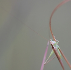 Conocephalus gracillimus