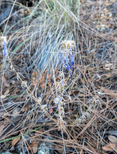 El Paso skyrocket (Ipomopsis thurberi)