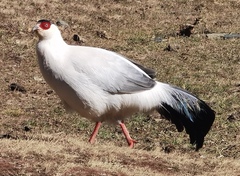 White Eared-Pheasant photo 3