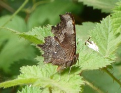 Polygonia oreas