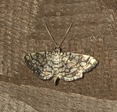 Lygropia rivulalis