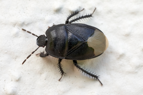Black burrowing bug
