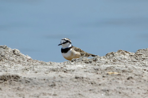 Madagascar Plover (Anarhynchus thoracicus), photo 8