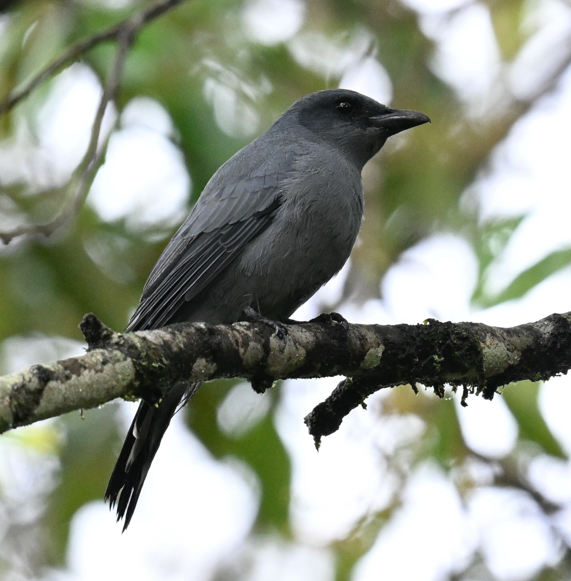 Sunda Cuckooshrike (Coracina larvata), photo 6