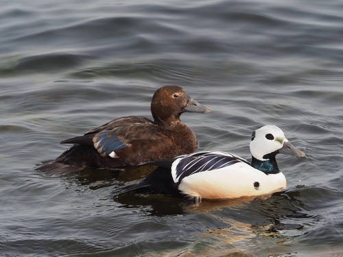 Steller's Eider, photo 3 of 10
