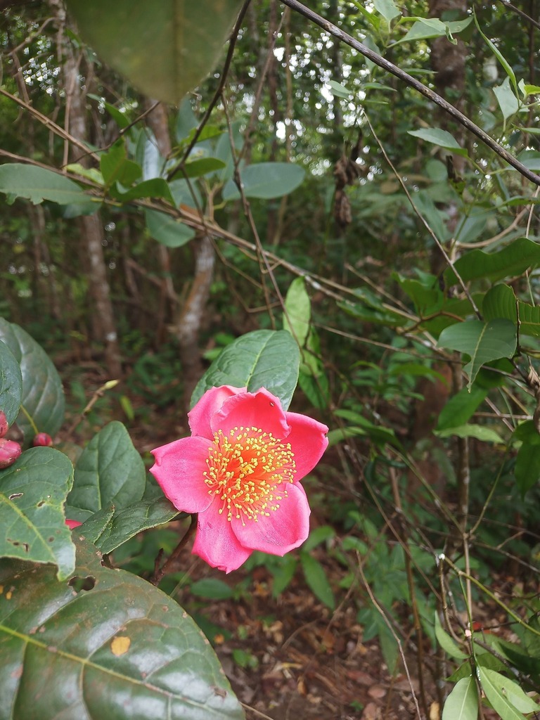 Camellia yokdonensis (Camellia yokdonensis)