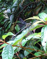 Leptogomphus sauteri formosanus