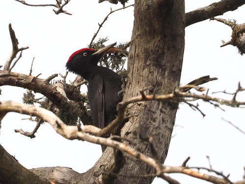 Picamaderos negro (Dryocopus martius)