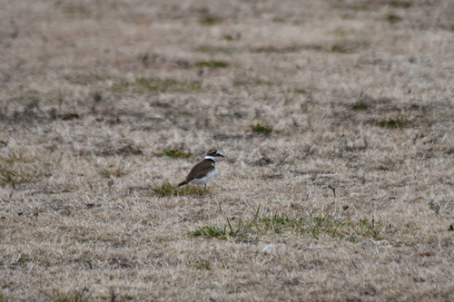 Killdeer photographed in Delaware