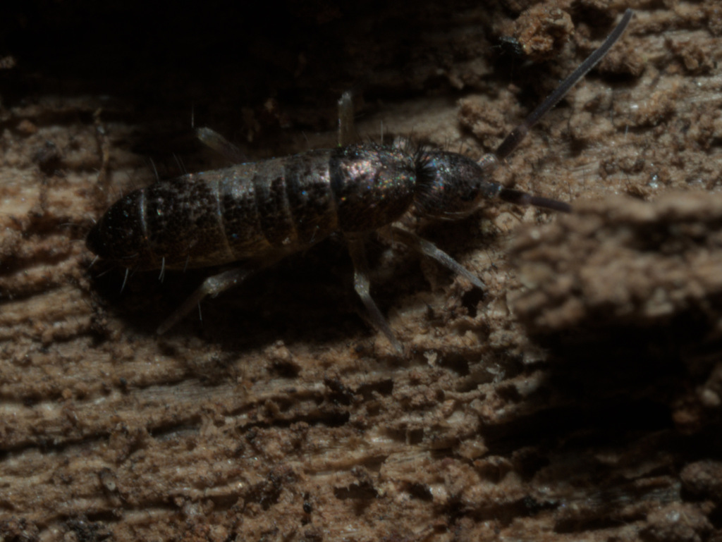 Pogonognathellus bidentatus