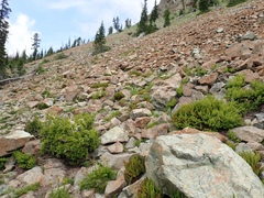 Polystichum lemmonii