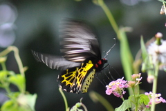 Troides minos