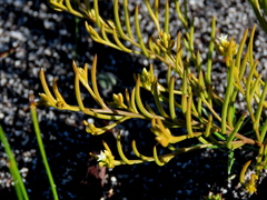 Thesium acuminatum