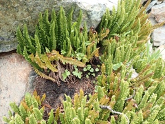 Polystichum lemmonii