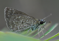 Aeromachus pygmaeus