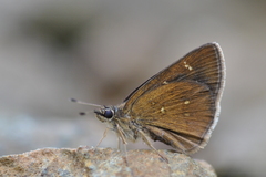 Arnetta vindhiana