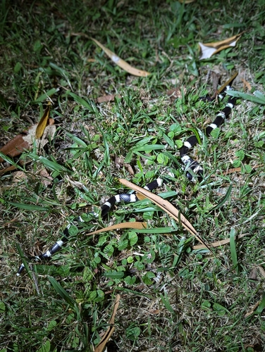 Eastern Bandy Bandy sighting