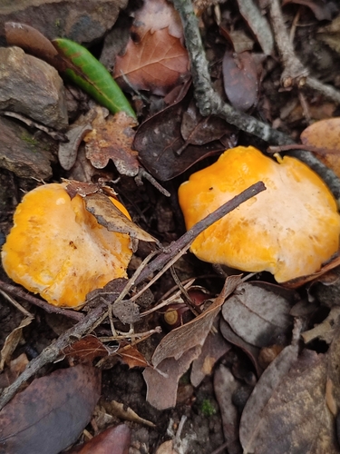 Cantharellus pallens — (c) victor laborde, some rights reserved (CC BY)