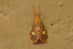 Ammatho cuneonotatus
