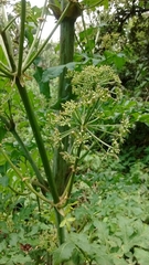 Prionosciadium thapsoides