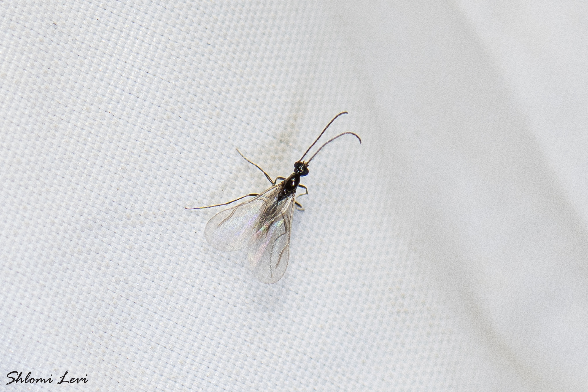 Leptanilla argamani