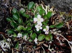 Cardamine bellidifolia