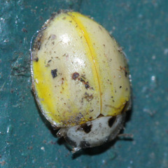 Coccinellidae