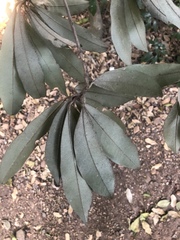 Englerophytum natalense