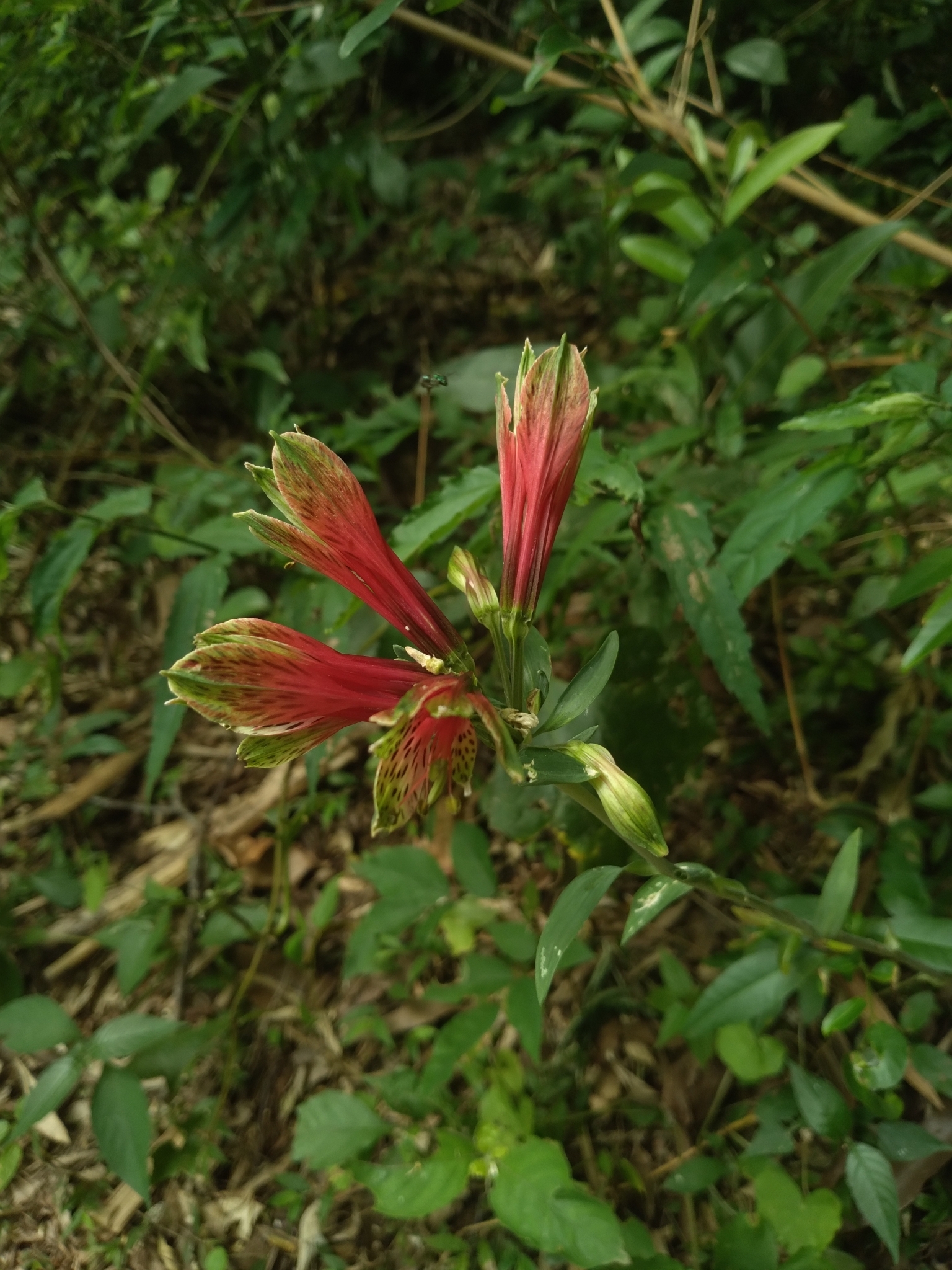 Alstroemeria psittacina