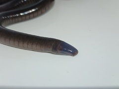 Gunther's Caecilian photo 4