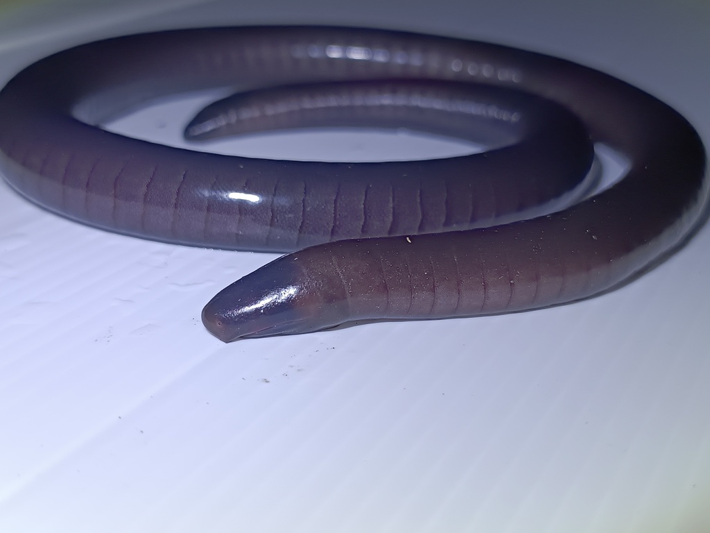 Common Caecilians