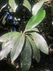 Englerophytum natalense