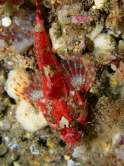Taurulus bubalis