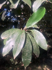 Englerophytum natalense